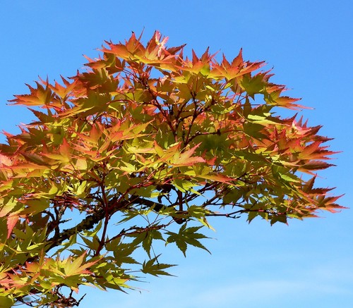 Super samen bonsai - super,