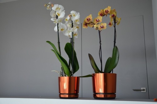 Blumentopf mit untersetzer - blumentopf,