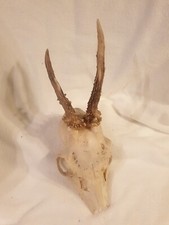 Nr. A37 Rehgeweih Rehbock Geweih Gehörn Trophäe Deko Jagd Geweihe Abnorm