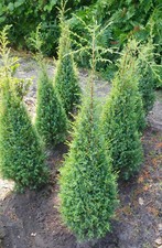 Irischer Säulenwacholder Juniperus Communis 'Hibernica' 60 - 80 cm