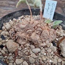 Eriospermum dregeii XL Caudex own roots
