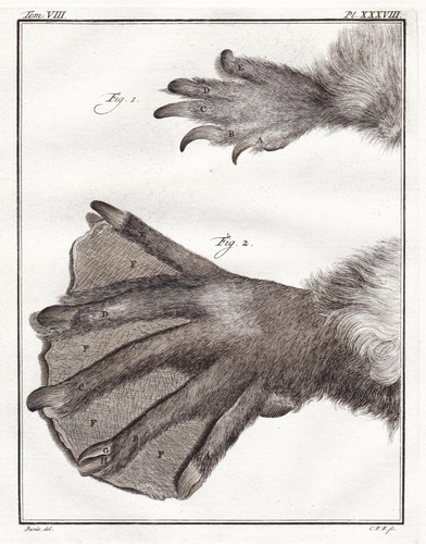 Beaver biber castoridae - beaver,