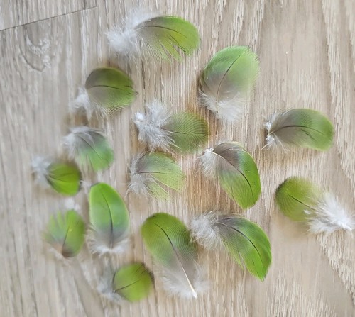Grüne vogelfeder - grüne, 💚