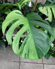 80001834 Monstera Adansonii Variegata Aurea Seeds 2 Samen