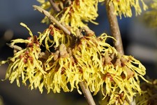 Zaubernuss `Arnold Promise´, 60-80cm im Topf