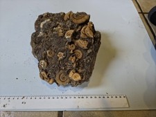 Lias  Dekorative Schau-Stufe