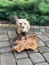 Ausgestopfter Marder auf