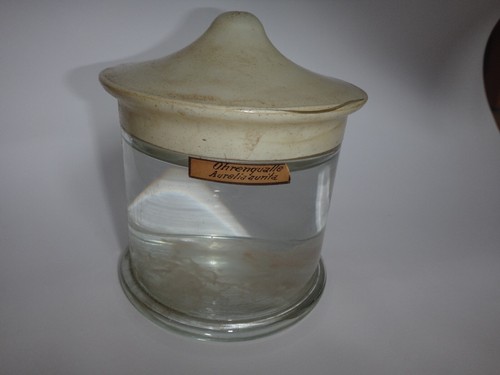 Qualle ohrenqualle aurelia - ohrenqualle,