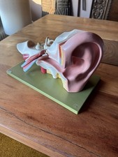 Somso Lehrmodell Menschliches