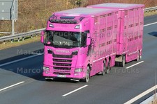 LKW Foto Scania Viehtransporter Deutschland rosa S. Märkl #m1ve