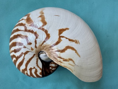 Große meeresmuschel nautilus - große,