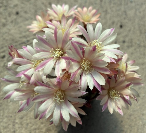 Aylostera heliosa albiflora - aylostera,