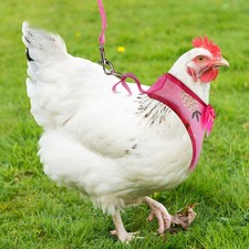 2 Sätze von Henne Leine