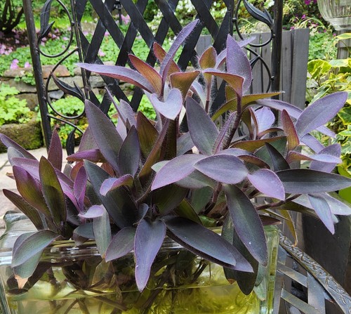 Pallida purple heart - purple,