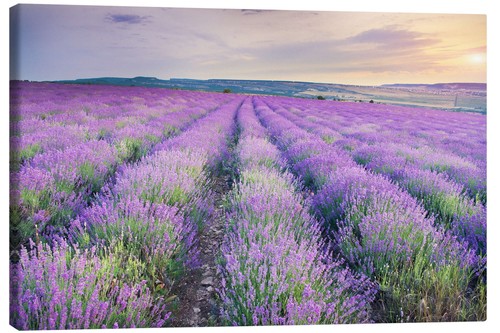 Leinwandbild lavendel - leinwandbild, im