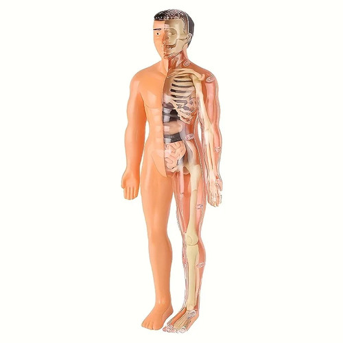 Anatomie modellbausatz - anatomie,