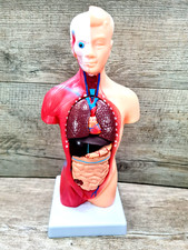 Körpermodell menschliche Anatomie Anatomisches Körper 13 Organen ca. 27cm NEU