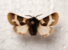 Watsonarctia deserta Male Schmetterlinge Entomologie