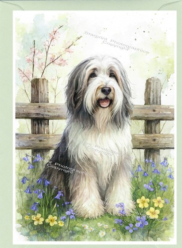 Bearded collie hund - bearded,