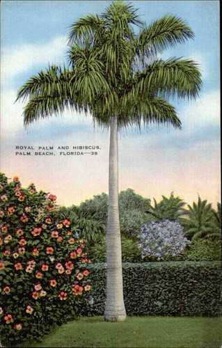 Usa amerika postcard palm - usa,