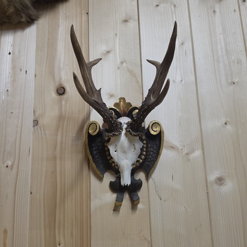 Antik rehbock geweih - antik, gehörn