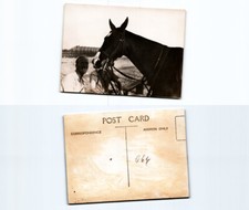 (n22008064)   Pferd  Italien Besetzung britisch Somaliland, 1940, Photopost