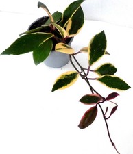 / HOYA    Porzellanblume Wachsblume Zimmerpflanze