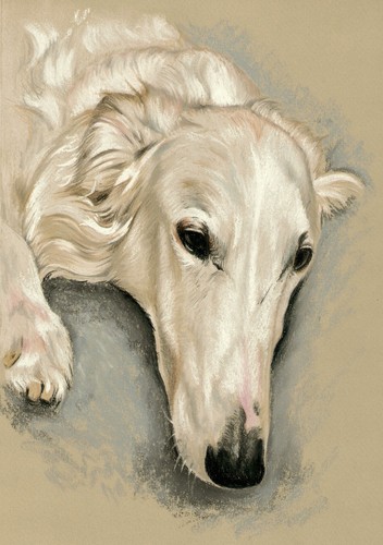 Windhund levrier barsoi - *,