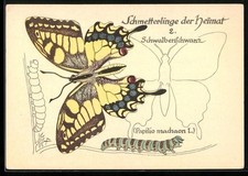 AK Schwalbenschwanz