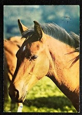 Pferdepostkarte, AK Pferde