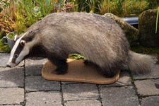 Dachs, Präparat, Tierpräparat