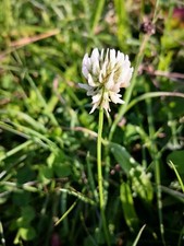 Weißklee Samen Trifolium repens Bienen Nektar Schmetterlings Pflanze Wiese