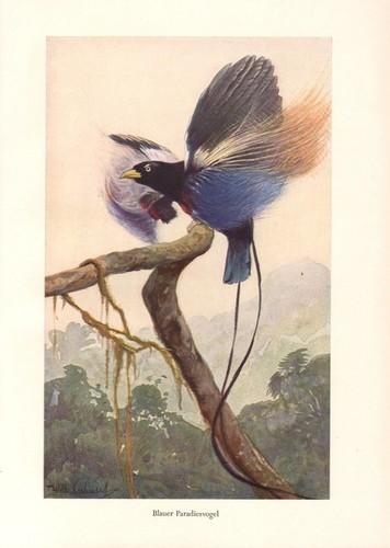 Blauparadiesvogel paradisaea - blauparadiesvogel,
