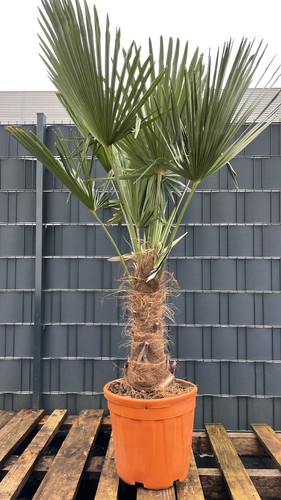 Trachycarpus fortunei