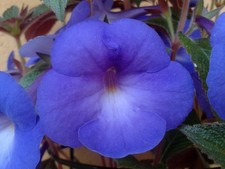 Achimenes (Schiefteller) - Blue Moon, Icy Volga, BriD's Vanessa, - Richard Viol