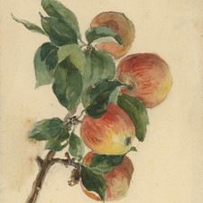 Unbekannt Apfelzweig mit Blättern Original Aquarell unsigniert Mitte 19. Jh.