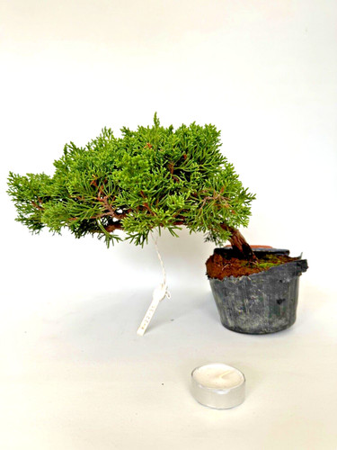 Bonsai chinesischer wacholder - ,
