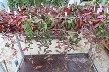 Hoya Rosita Wachsblume 12er