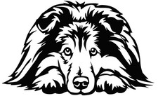 SHELTIE Aufkleber - Sheltie