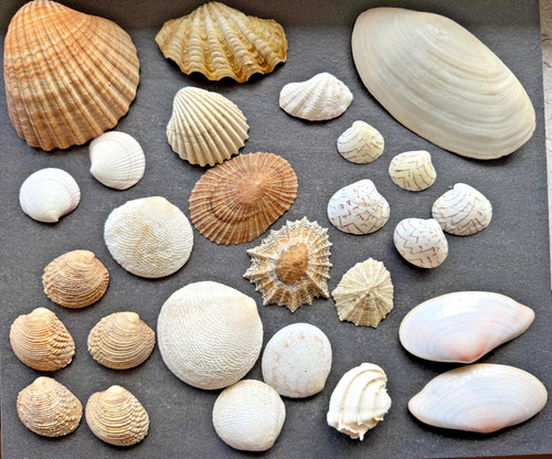 Konvolut echte muscheln 25 - ca.,