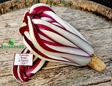 Radicchio Rossa di Treviso Samen, roter Chicoree