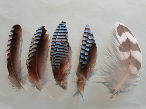 Eichelhäher tracht hutschmuck - eichelhäher,