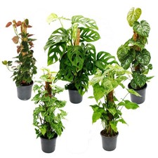 Exotenherz - Ausgefallene Rankpflanzen am Moosstab - ca. 80cm hoch - 16cm Topf