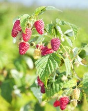 Dornenlose Himbeere Rubus idaeus Herbsthimbeere große Früchte Samen