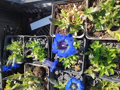 Gentiana acaulis stengelloser - gentiana, acaulis,