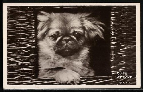 Pekinese blickt aus dem