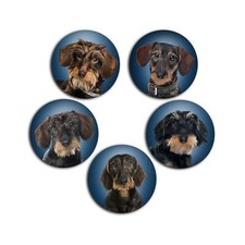 Dackel Rauhaardackell Teckel