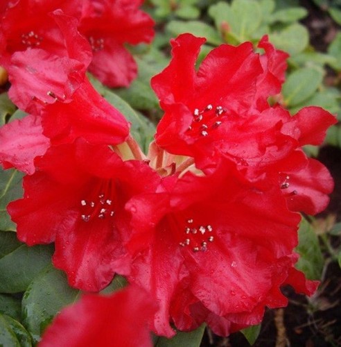 Kleinwüchsiger rhododendron - kleinwüchsiger,