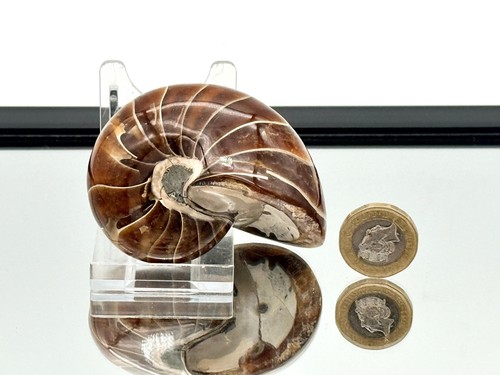 Großes nautilus fossil - großes,