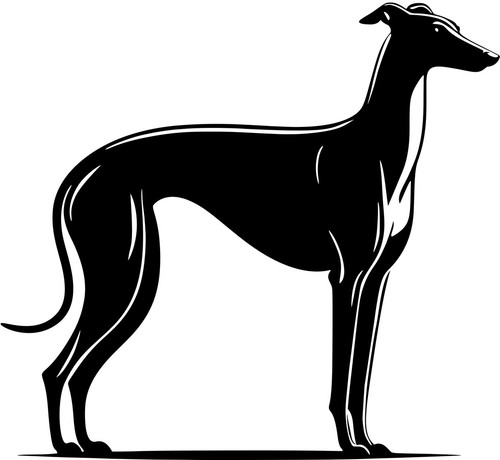 Greyhound windhund - ,  windhund